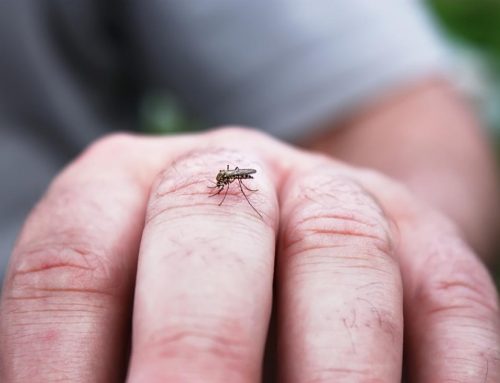 Everything you need to know about Dengue fever